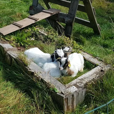 Ziegler Salbei Apartment